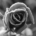 silent-secret-love avatar