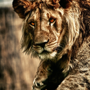 silentdreams2b avatar