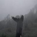 silenthillfan avatar