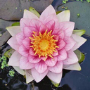 silently-iwait avatar