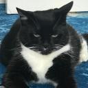 silentriotxox avatar