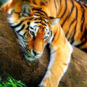 silentwtergrl avatar