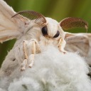 silk-moth-for-president avatar
