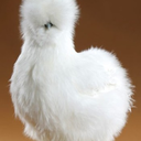 silkiechickens avatar