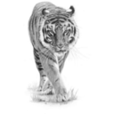 silktigers avatar