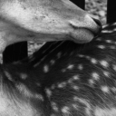 silkytendrils avatar