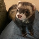 silkyterrier34 avatar