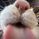 silliestgooseatthelake avatar