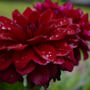 silly-little-photo-blog avatar