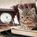 silly-little-unaspiring-author avatar