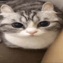 sillycatsx3 avatar