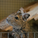 sillydegu avatar