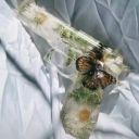 sillydumbfrog avatar