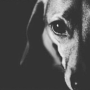 sillygirl4eva avatar