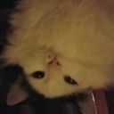 sillygooseface avatar