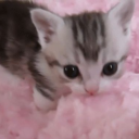 sillykittysreblogs avatar