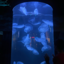 sillylandmagic avatar