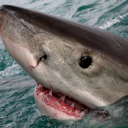 sillylittlemann avatar