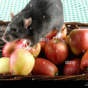 sillylittlerat avatar