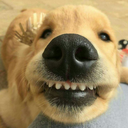 sillyllamahideout avatar