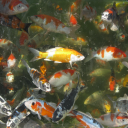 sillynaiveferrets avatar