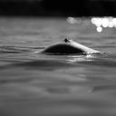 sillyrascalsharkdonut-blog avatar