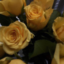 sillythinggardenskeleton avatar