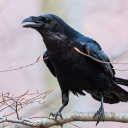 silvanwitch12 avatar