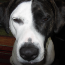 silver-1eaves avatar