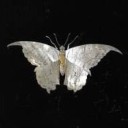 silver-butterfly-kisses avatar