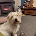 silverarrowdreamer avatar