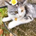 silverbelling avatar