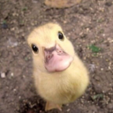 silverducky avatar