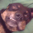 silverenderfox avatar