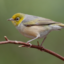 silvereye5 avatar