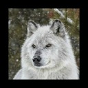 silverfoxglove avatar