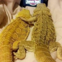 silverfoxhunting-blog avatar