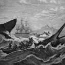 silverfurioso avatar