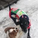 silvergiraffe avatar