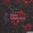 silvergladiolous avatar