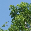 silvergrass0509 avatar