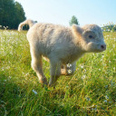 silverheartbreak avatar