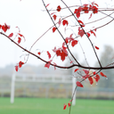 silverlightningknight avatar