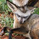 silverpen-and-paper avatar