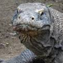 silverscale12 avatar