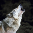 silvershe-wolf avatar