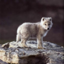 silvershewolf247 avatar