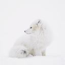 silvertailedfox9 avatar