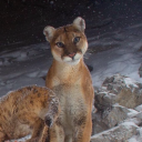 silverteadragon avatar