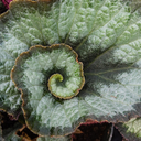 silverthornnn avatar